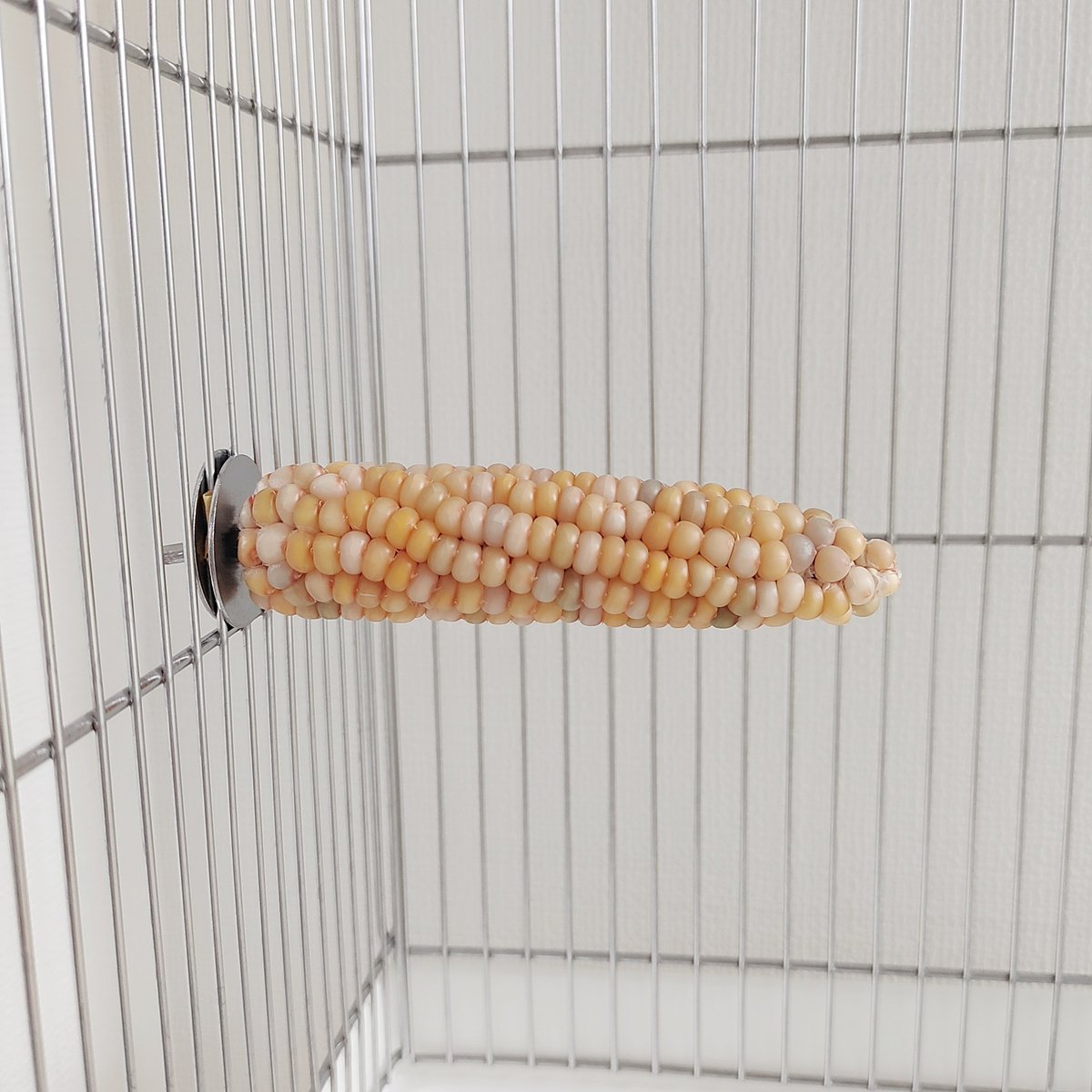 2025年小鳥インコ用 止まり木 カラフルコーンパーチ Lサイズ