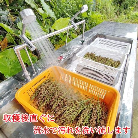 2025年 ヒエの穂40g
