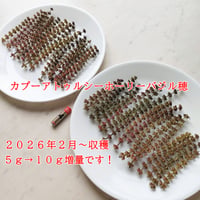 カプーアトゥルシーホーリーバジル穂１０gへ増量！