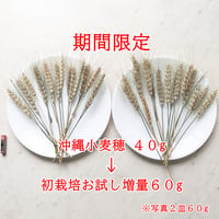 沖縄小麦穂  🌾初栽培お試し増量60g（期間限定）