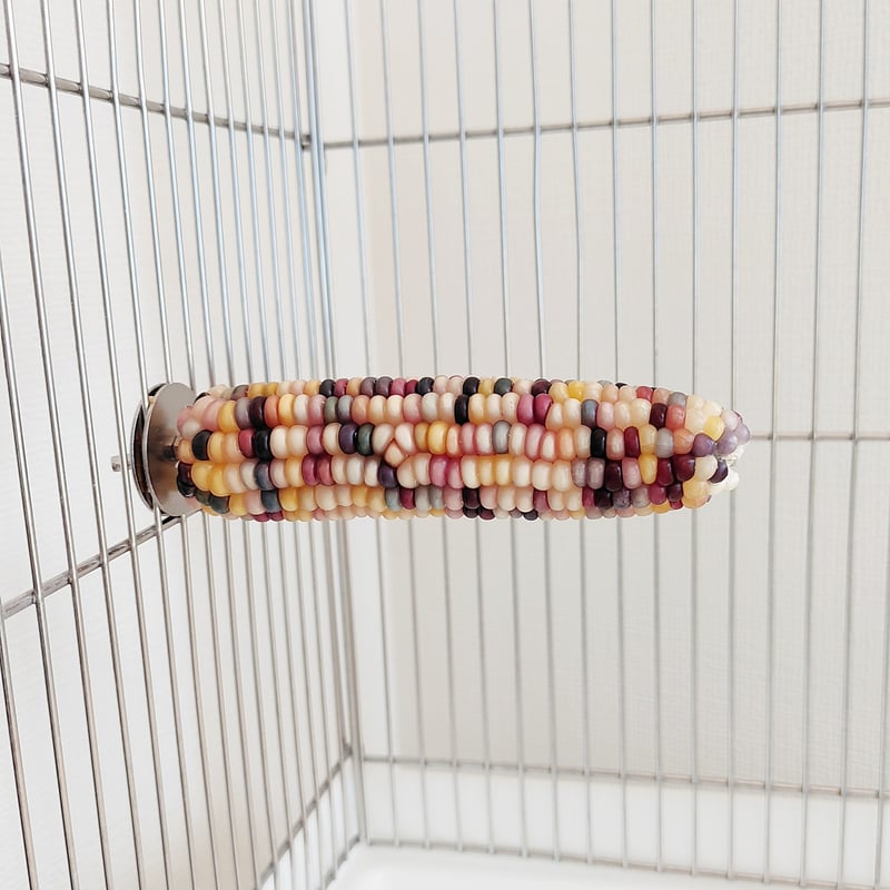 金属製 鳥用止まり木 鷹用ボウパーチ幅61㌢ 2025年小鳥インコ