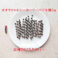 オオヤトゥルシーホーリーバジル穂5g＋1g