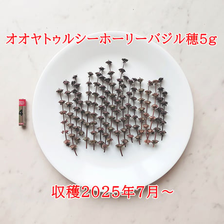 オオヤトゥルシーホーリーバジル穂5g＋1g