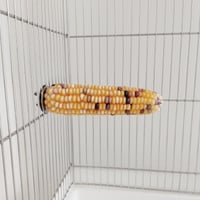小鳥インコ用 止まり木 カラフルコーンパーチ 2Lサイズ バードトイ 鳥おもちゃ 2L040