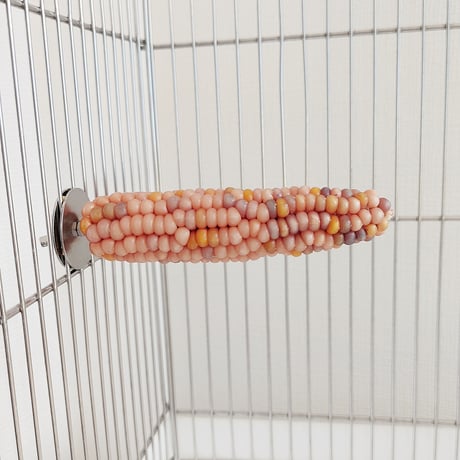 小鳥インコ用 止まり木 カラフルコーンパーチ Lサイズ バードトイ 鳥おもちゃ L012