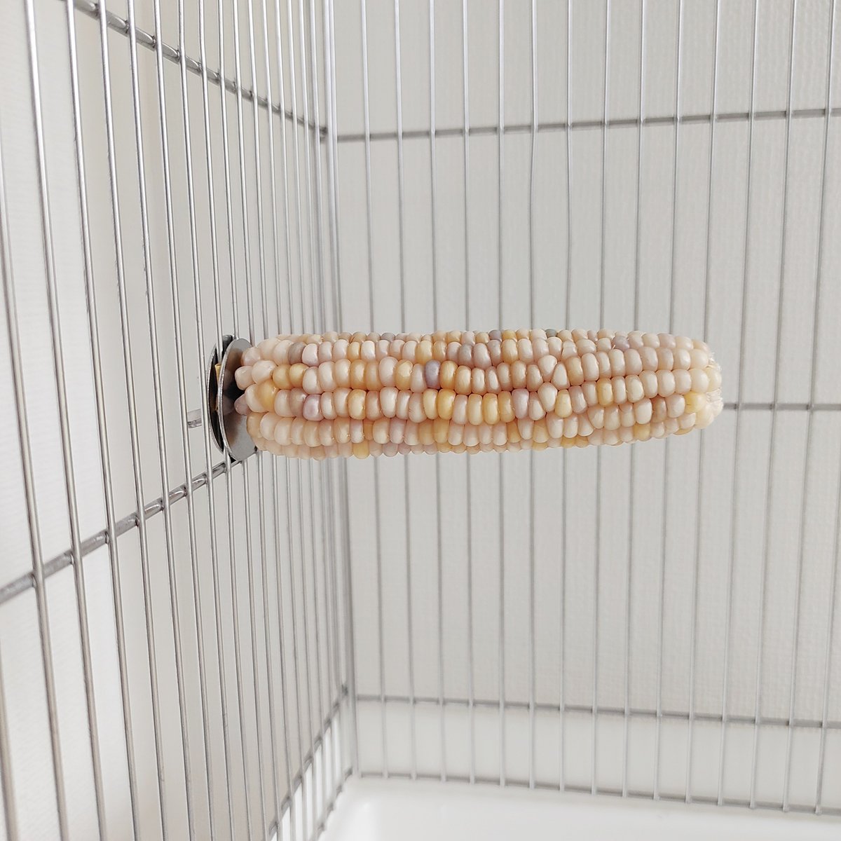 2025年小鳥インコ用 止まり木 カラフルコーンパーチ 2Lサイズ