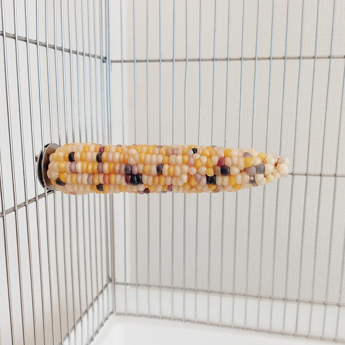 2025年小鳥インコ用 止まり木 カラフルコーンパーチ Lサイズ