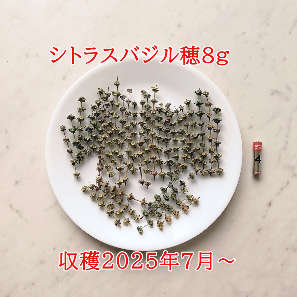 シトラスバジル穂 8g | バード ハート okinawa