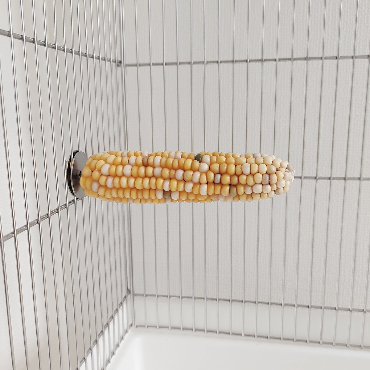 2025年小鳥インコ用 止まり木 カラフルコーンパーチ 2Lサイズ