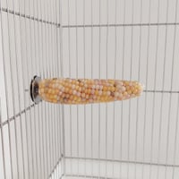 小鳥インコ用 止まり木 カラフルコーンパーチ Lサイズ バードトイ 鳥おもちゃ L023