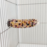 小鳥インコ用 止まり木 カラフルコーンパーチ Mサイズ バードトイ 鳥おもちゃ M011