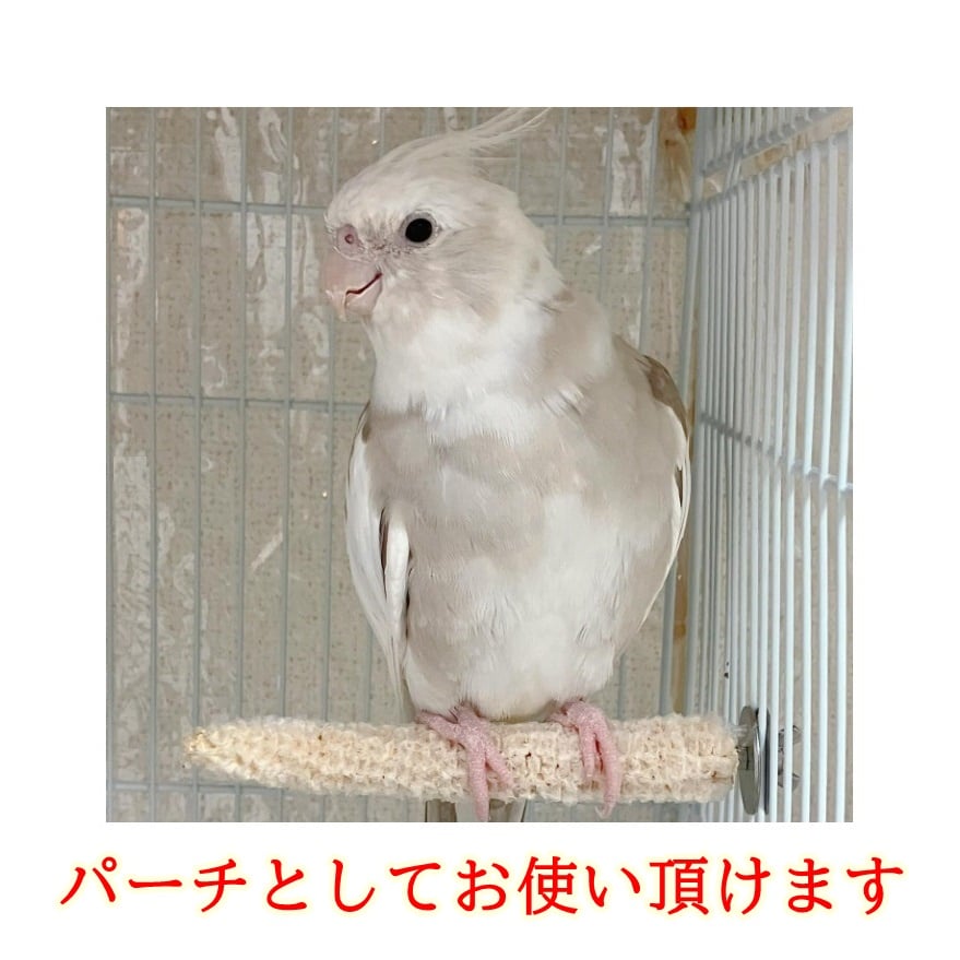 止まり木 CoCo 2025年小鳥インコ用 止まり木 カラフルコーンパーチ Lサイズ