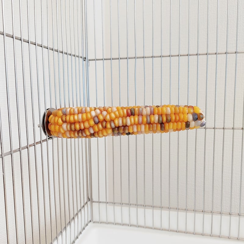 2025年小鳥インコ用 止まり木 カラフルコーンパーチ Lサイズ
