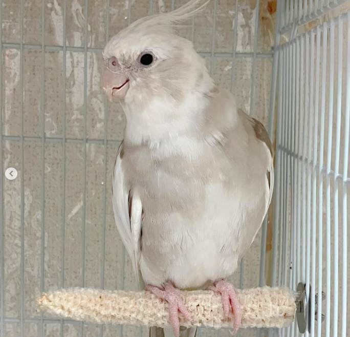 2025年小鳥インコ用 止まり木 カラフルコーンパーチ 2Lサイズ