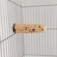小鳥インコ用 止まり木 カラフルコーンパーチ Mサイズ バードトイ 鳥おもちゃ M025