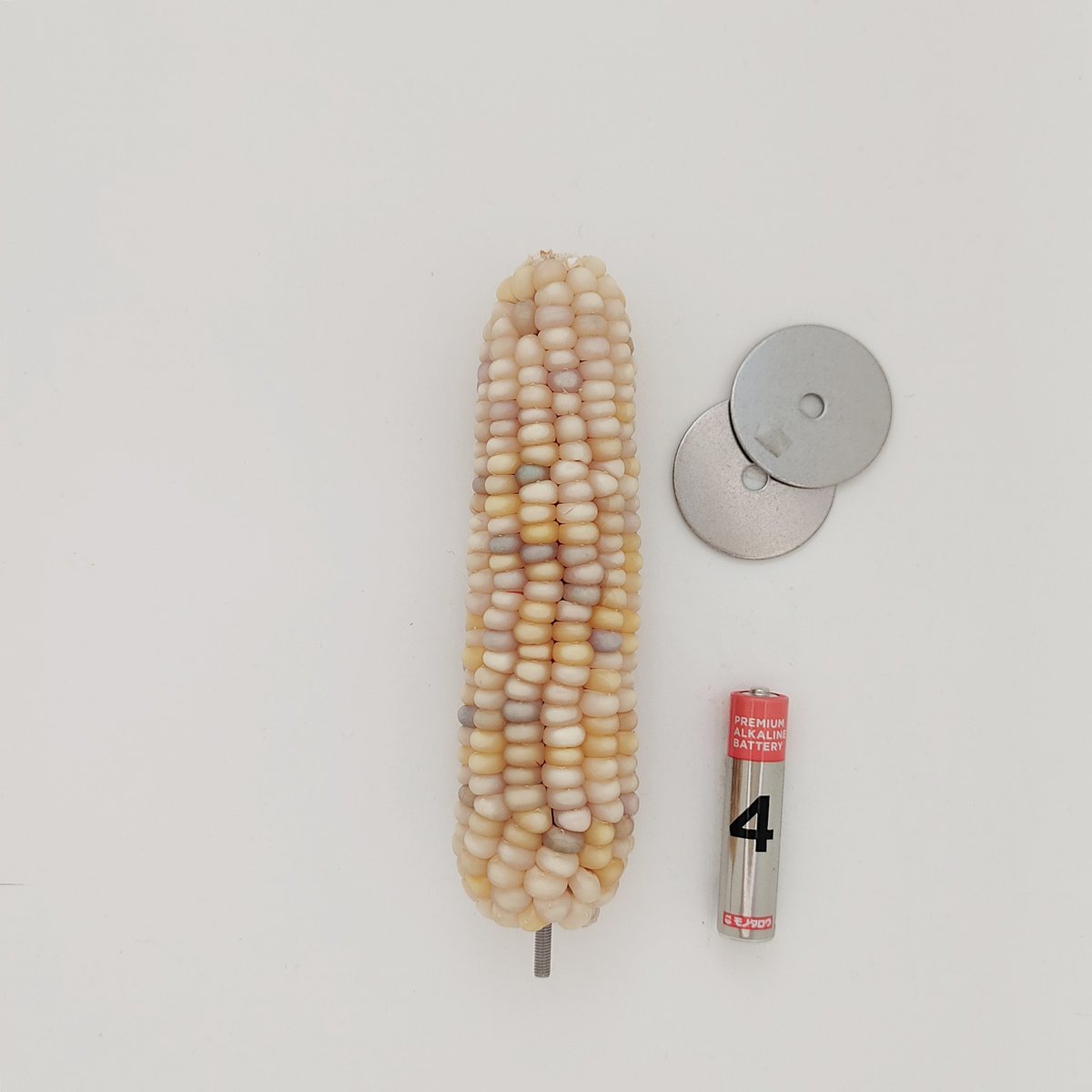 2025年小鳥インコ用 止まり木 カラフルコーンパーチ 2Lサイズ