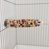 2025年小鳥インコ用 止まり木 カラフルコーンパーチ Lサイズ バードトイ 鳥おもちゃ L019