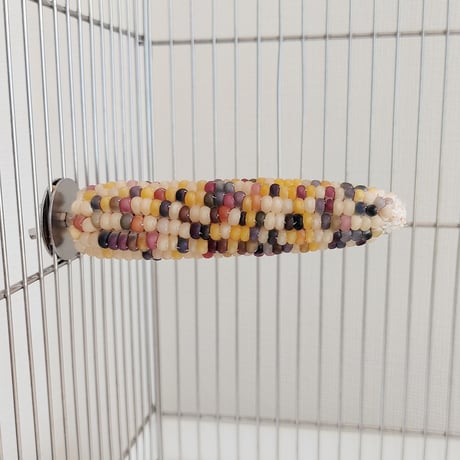 小鳥インコ用 止まり木 カラフルコーンパーチ Lサイズ バードトイ 鳥おもちゃ L019