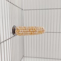 小鳥インコ用 止まり木 カラフルコーンパーチ Mサイズ バードトイ 鳥おもちゃ M033