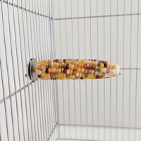 小鳥インコ用 止まり木 カラフルコーンパーチ Mサイズ バードトイ 鳥おもちゃ M006