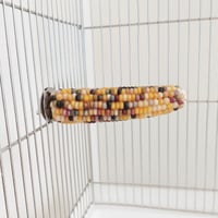 2025年小鳥インコ用 止まり木 カラフルコーンパーチ Lサイズ バードトイ 鳥おもちゃ L003