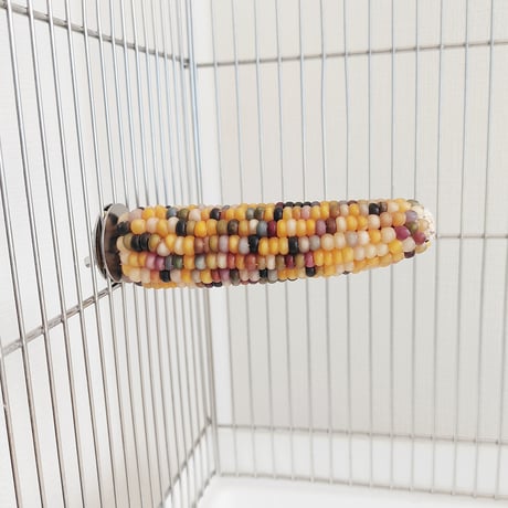 小鳥インコ用 止まり木 カラフルコーンパーチ Lサイズ バードトイ 鳥おもちゃ L003