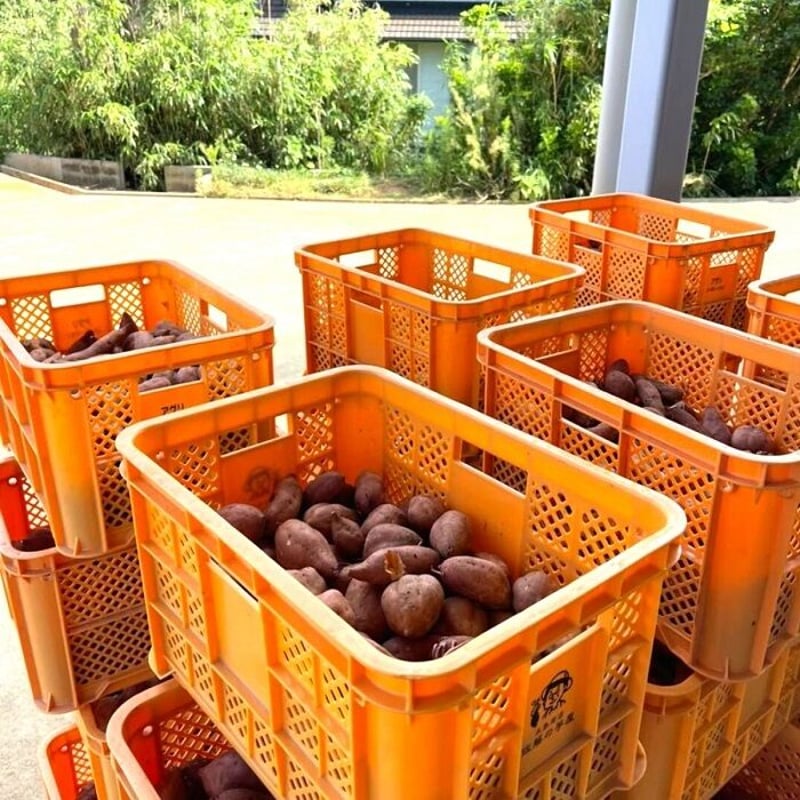 プレゼント 無農薬 さつまいも フィナンシェ 36個入り 焼き菓子 ケーキ