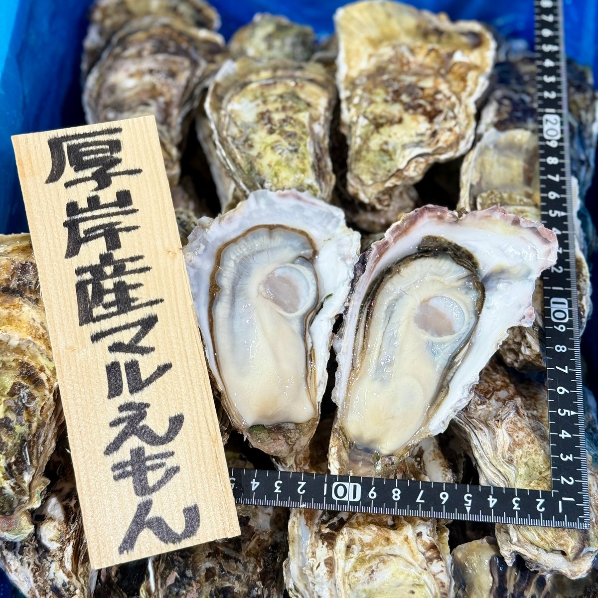 牡蠣たん 楽天市場】【ふるさと納税】北海道 仙鳳趾名産 牡蠣 + かき