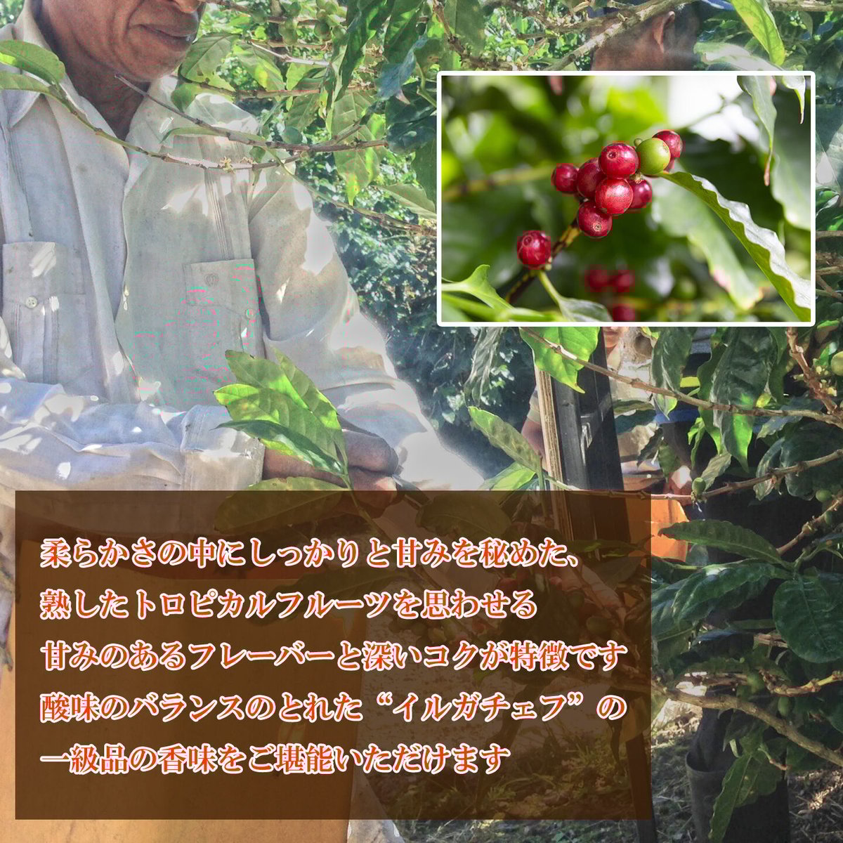 凛*様 【コーヒー生豆格安】モカ イリガチェフ チェルベサG-1 ウォッシュド コーヒー生豆 500g エチオピア モカ イルガチェフェG1ウォッシュ