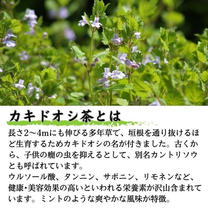 カキドオシ茶（リーフ） | 高山茶園