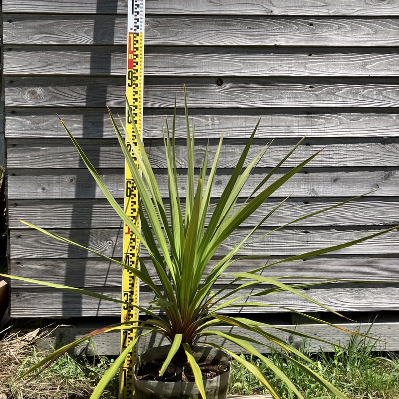 コジルリネ】グリーン H:90cm | norra's garden store