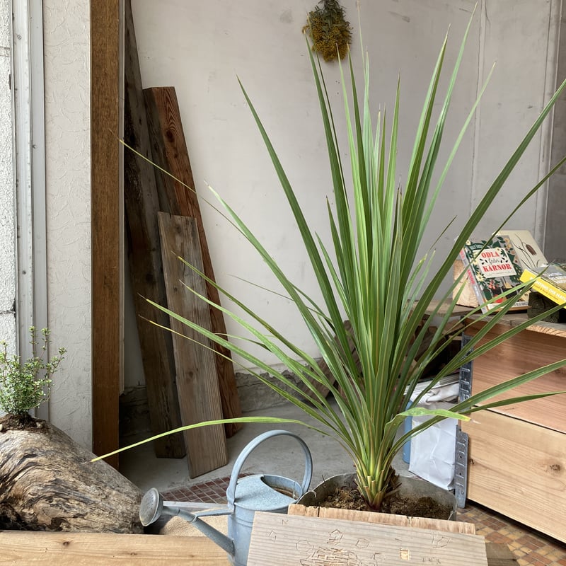 コジルリネ】グリーン H:90cm | norra's garden store