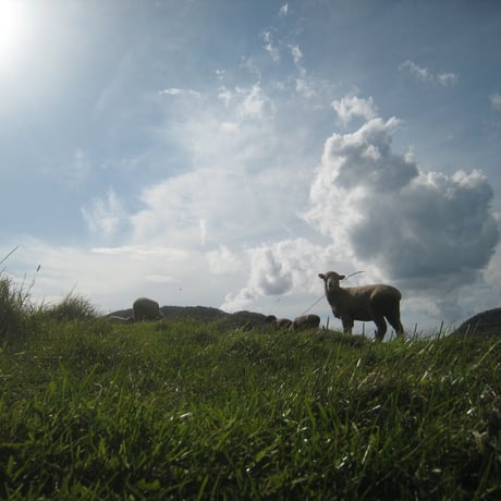 Japan　Wool 　ライトウェイト掛け（シングル）