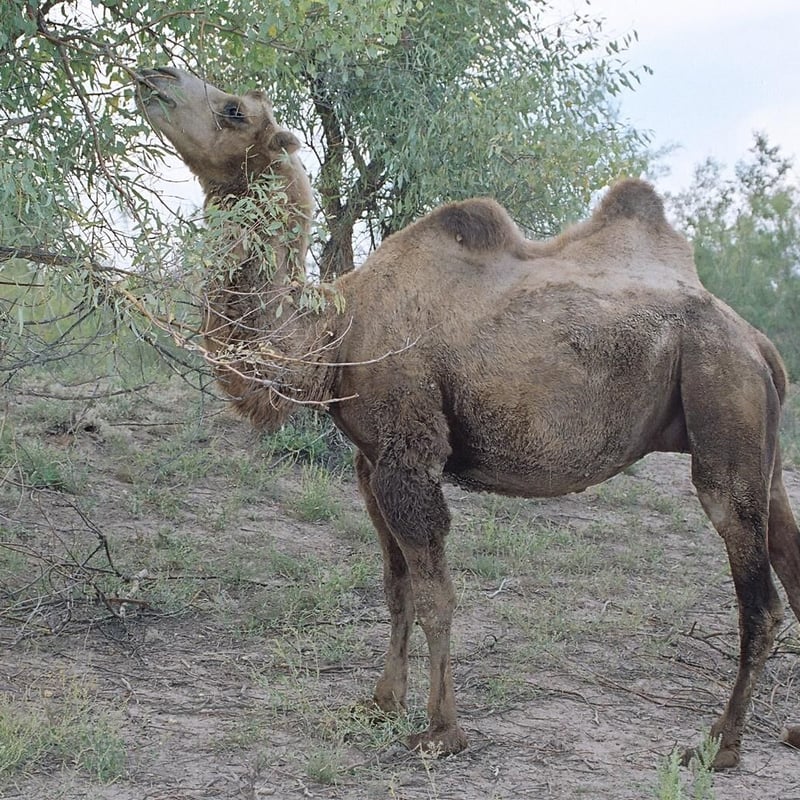 極上の高級ラクダ羽毛☆モリリン製キャメル掛け布団ふとんダブル