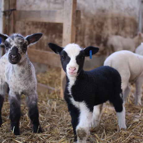 Japan　Wool 　ライトウェイト掛け（シングル）