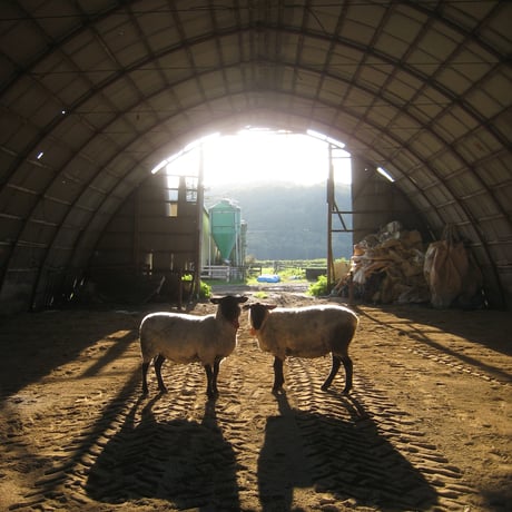 Japan　Wool 　ライトウェイト掛け（シングル）