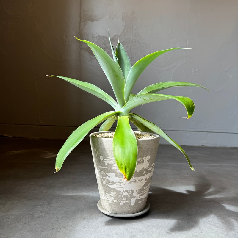 現品】アガベ・アテナータ ボーチンブルー 10号 や6番 アガベ