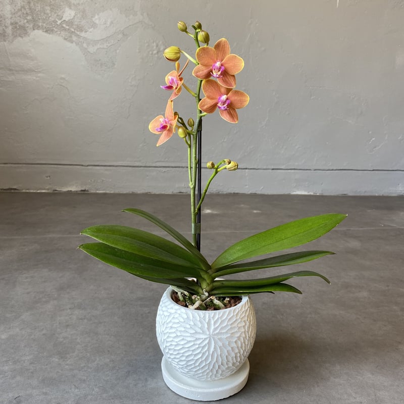 全国配送用(ヤマト便) マイクロ胡蝶蘭 | WABI-galleria