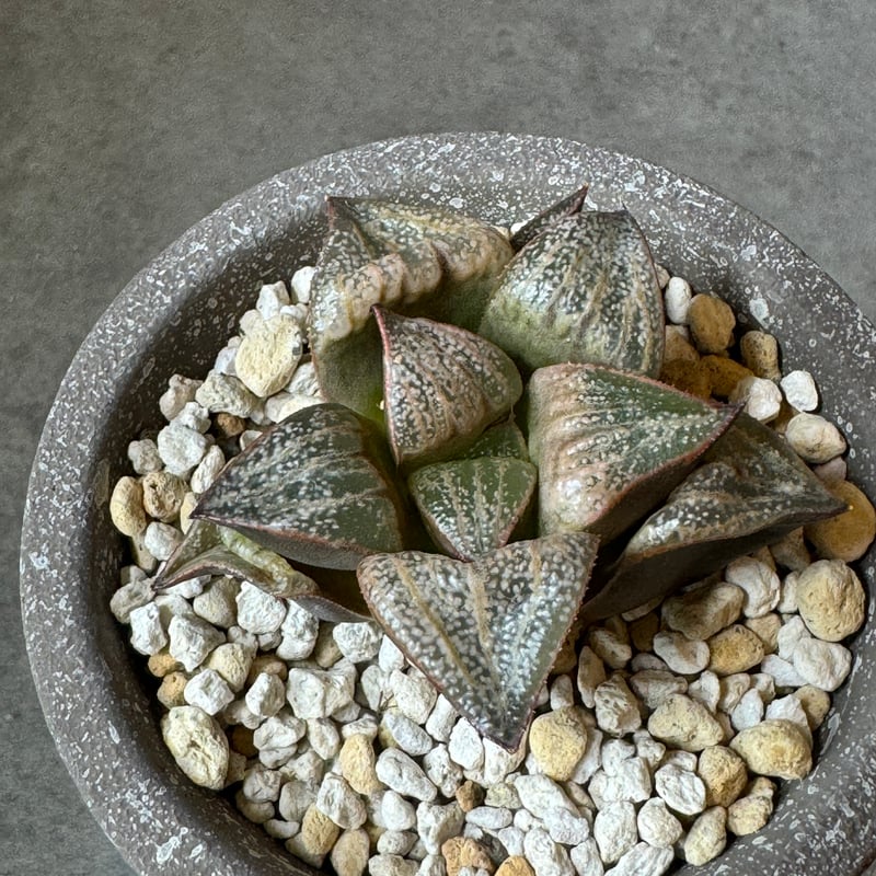 全国配送用（ヤマト便）ハオルチア 青レツーサ | WABI-galleria