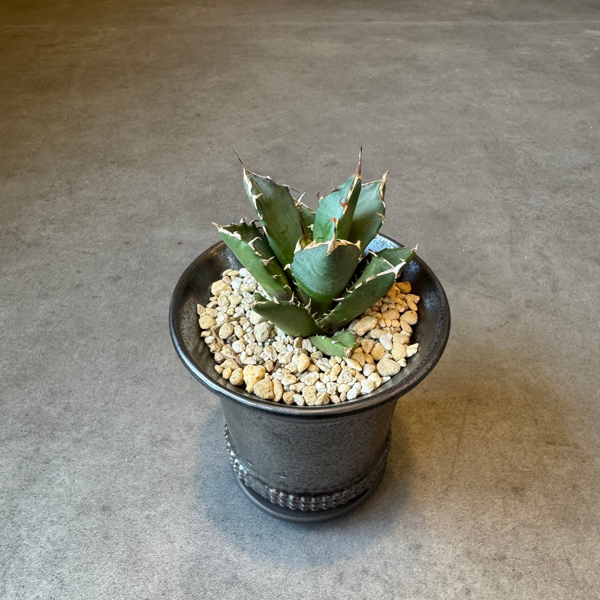 アガベシリーズ・アガベ属・チタノタモンストローサinわけけのお店 アガベシリーズ・アガベ属・チタノタモンストローサinわけけのお店