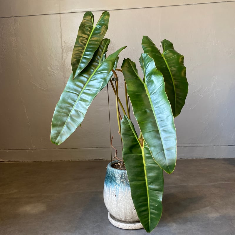 配達用（広島市内）フィロデンドロン ビレッタエ | WABI-galleria