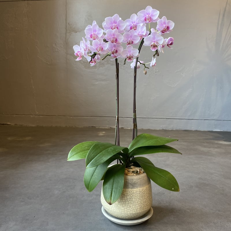 ミディ胡蝶蘭定期購入 | WABI-galleria