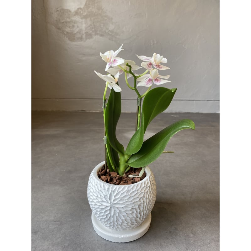 全国配送用(ヤマト便) マイクロ胡蝶蘭 | WABI-galleria