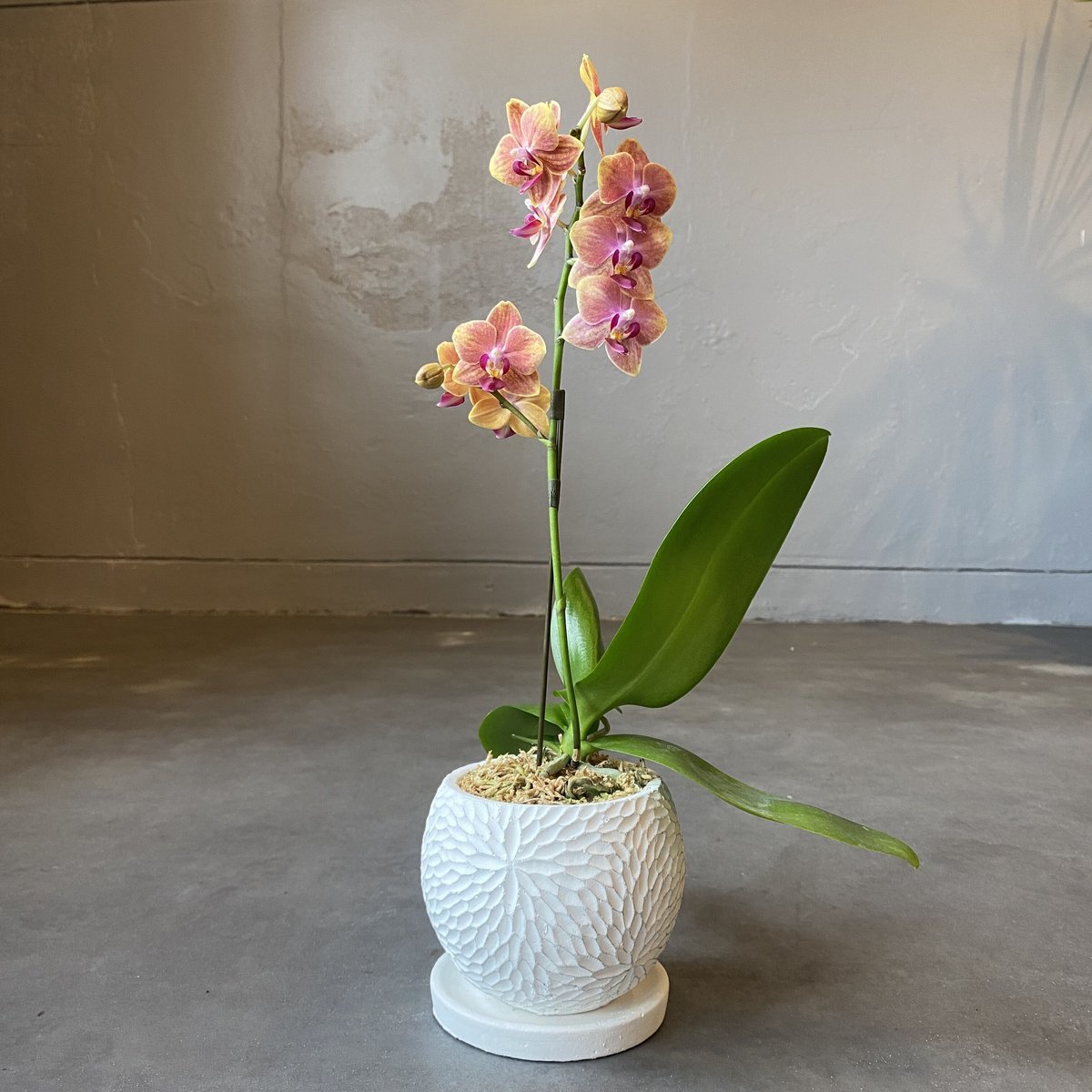 胡蝶 マイクロ胡蝶蘭 マイクロカプセル 2.5号鉢 1本立ち | FUREAI - 特別な