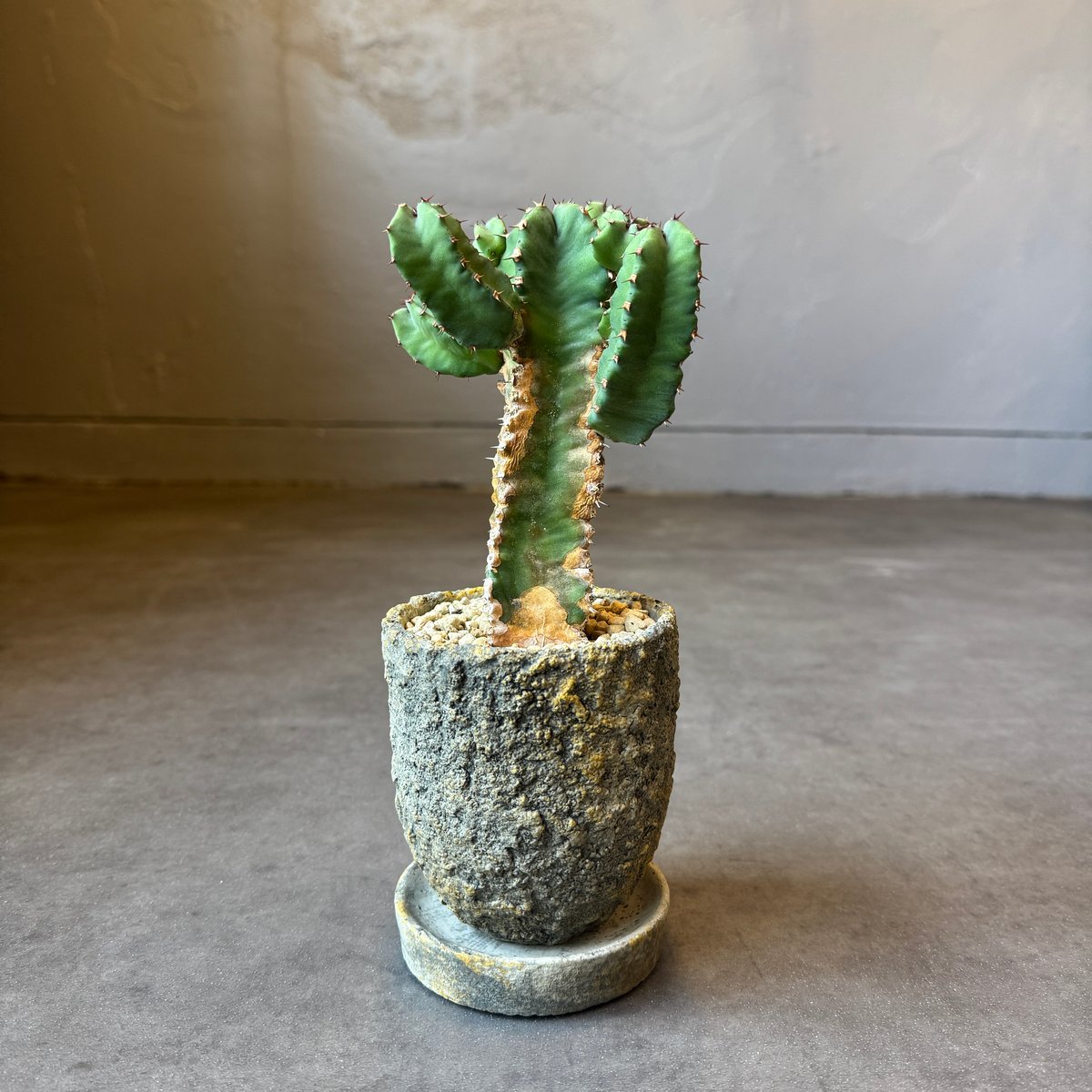 全国配送用（ヤマト便）ユーフォルビア 白角キリン | WABI-galleria