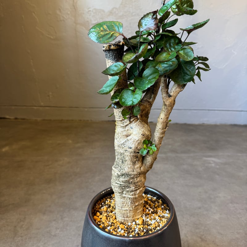 全国配送用（ヤマト便）ポリシャス ファビアン | WABI-galleria