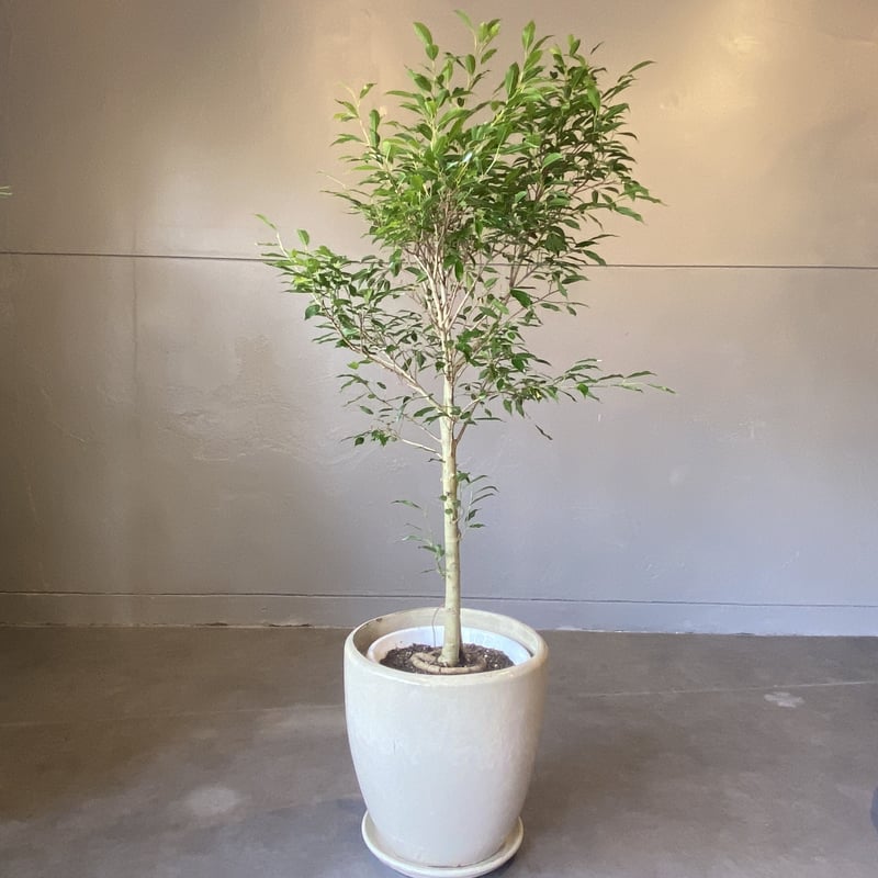 フィカス・ベンジャミン・ヌダ ゴムの木 観葉植物 鉢下より160cm