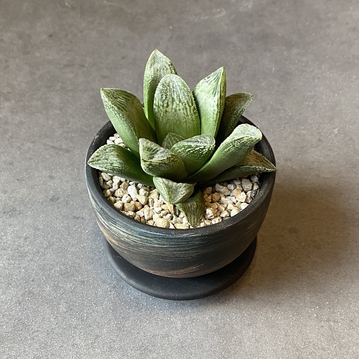 メルカリ便発送☆多肉植物 ハオルチア属 王蟲 Yahoo!オークション