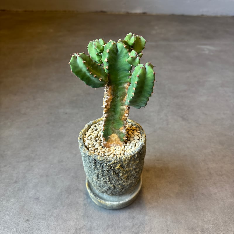 全国配送用（ヤマト便）ユーフォルビア 白角キリン | WABI-galleria