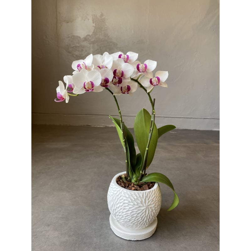 全国配送用(ヤマト便) マイクロ胡蝶蘭 | WABI-galleria